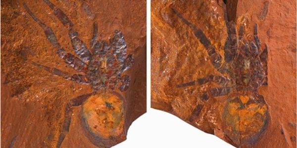 科学家在澳大利亚发现“巨型”恐龙蜘蛛化石